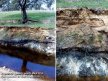 Image 4: Natric, Sulfidic, Redoxic Hydrosol soil profile near Mt Torrens, South Australia.