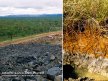 Image 12: Sulfuric, Spolic, Anthroposol soil profile at Ranger Uranium Mine near Jabiru, Northern Territory.