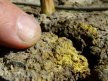 Image 19: Acid Sulfate Soil with sulfuric material in drained wetlands adjacent to the River Murray.