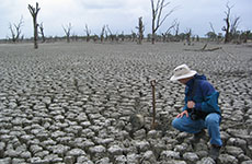 Cobdogla Site